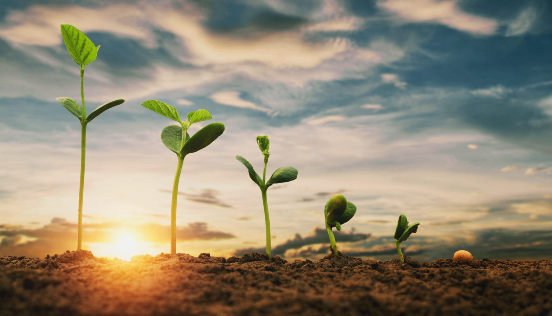 soybean growth in farm with blue sky background. agriculture pla soybean growth in farm with blue sky background. agriculture plant seeding growing step concept